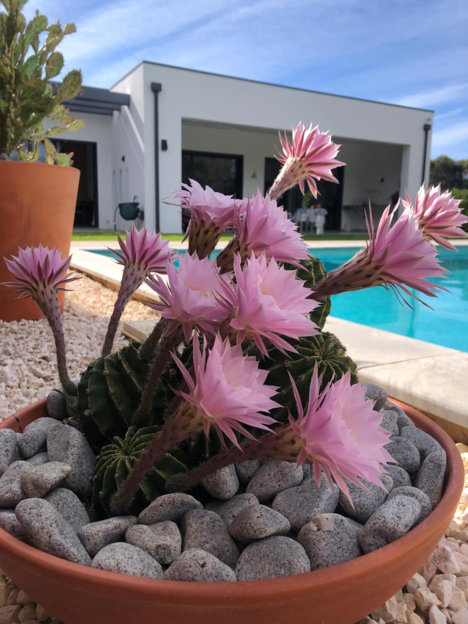 Casa Penina Hotell Alvor Exteriör bild